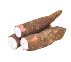 Yuca